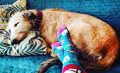 happy socks dog